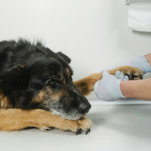 Dapatkah sinar-X secara akurat mendiagnosis patah tulang dalam tulang anjing?