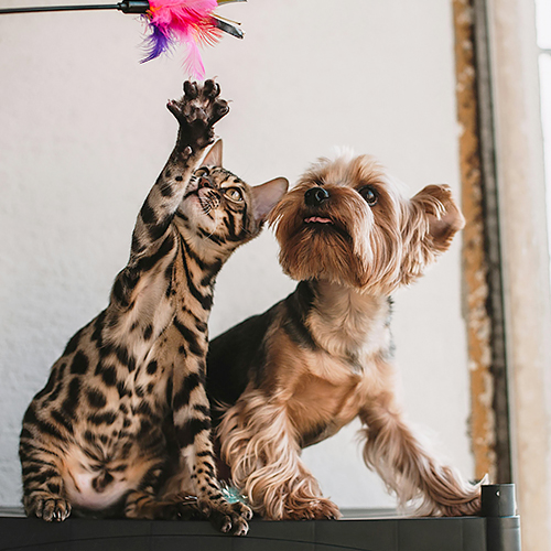 4 aritmia ventrikel teratas pada anjing dan kucing